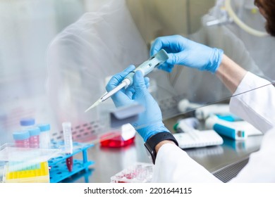 Cell Culture Experiments In Safety Cabinet At Cell Culture Laboratory