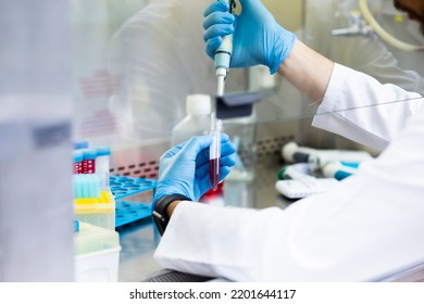 Cell Culture Experiments In Safety Cabinet At Cell Culture Laboratory