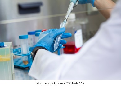 Cell Culture Experiments In Safety Cabinet At Cell Culture Laboratory