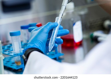 Cell Culture Experiments In Safety Cabinet At Cell Culture Laboratory