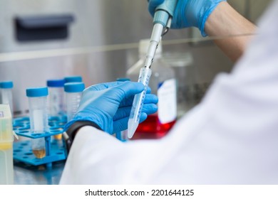 Cell Culture Experiments In Safety Cabinet At Cell Culture Laboratory