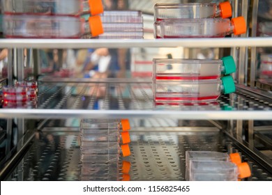 Cell Culture Flask In The Incubator Cabinet. Cell Culture Refers To The Removal Of Cells From An Animal Or Plant And Their Subsequent Growth In A Favorable Artificial Environment.