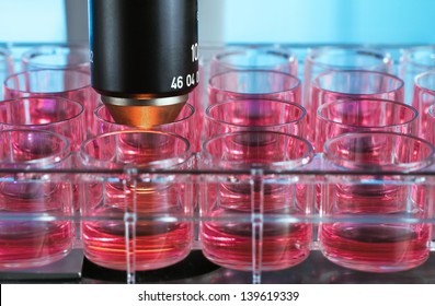 Cell Culture Plate In The Microscope