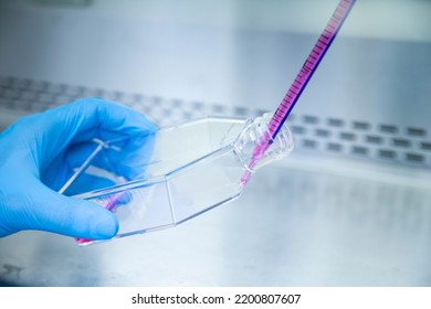 Cell Culture Plate And Cell Passaging