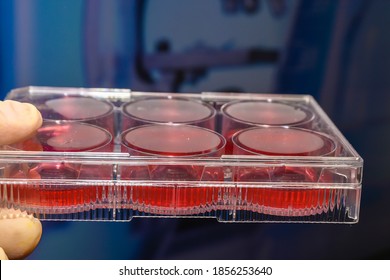 Cell culture research. Scientific biological experiments.