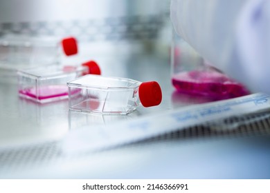 
Cell Culture and Stem Sell Culture Products tissue culture flaks cell biology laboratory equipment  - Shutterstock ID 2146366991