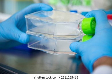 Cell Culture With T Flask At The Cell Culture Laboratory