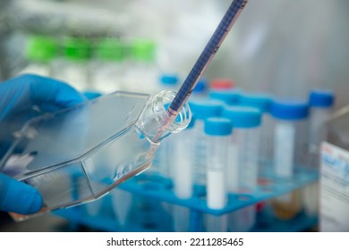 Cell Culture With T Flask At The Cell Culture Laboratory