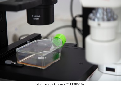 Cell Culture With T Flask At The Cell Culture Laboratory