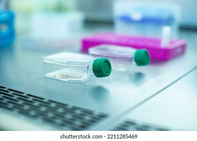 Cell Culture With T Flask At The Cell Culture Laboratory