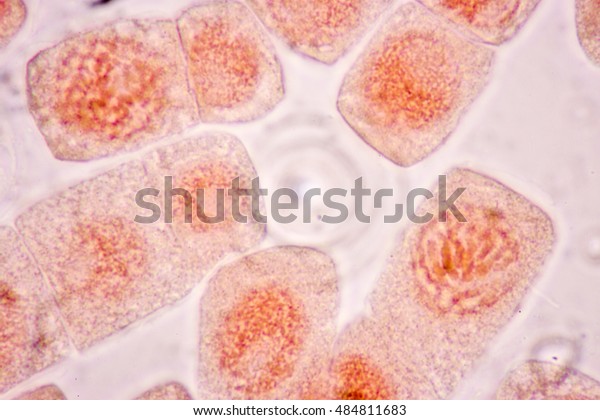 Cell Division and Cell Cycle in plant under\
the microscope