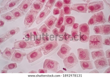 Cell Division and Cell Cycle under the microscope.
