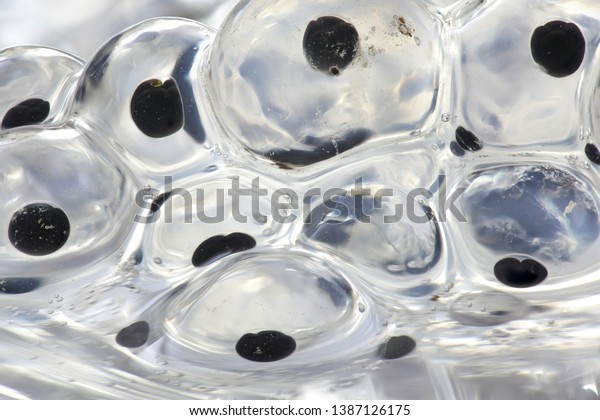Cell division of frog\
spawn