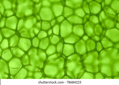 cell green background