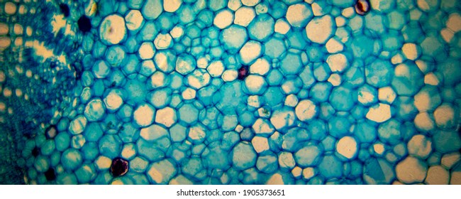 Cell of a living organism in the microscope - Shutterstock ID 1905373651