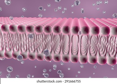 cell membrane na k 3d