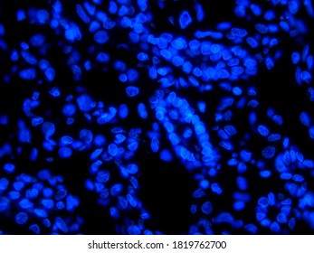 
Cell Nuclei Stained With DAPI And Photographed By Fluorescence Microscopy