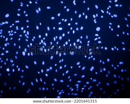Cell nuclei staining with DAPI blue