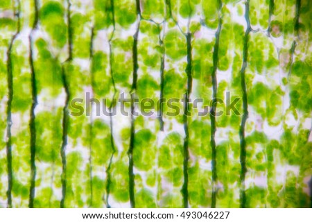 Cell structure Hydrilla, view of the leaf surface showing plant cells.