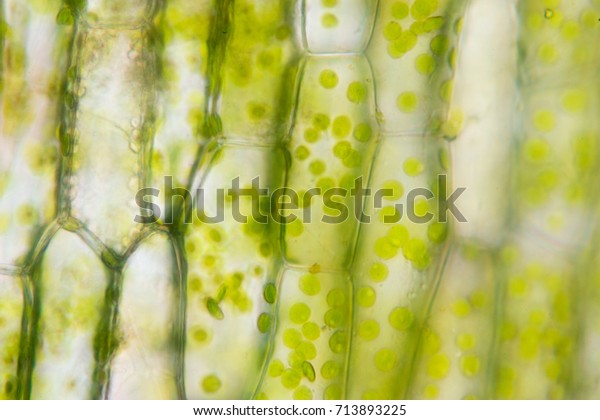 Cell\
structure Hydrilla, view of the leaf surface showing plant cells\
under the  microscope for classroom\
education.