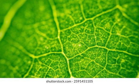 Cell Structure View of Leaf Surface Showing Plant Cells For Education. Leaf in Macro Shot Background. Bright Green Leaves of Plant or Tree With Texture and Pattern Close Up