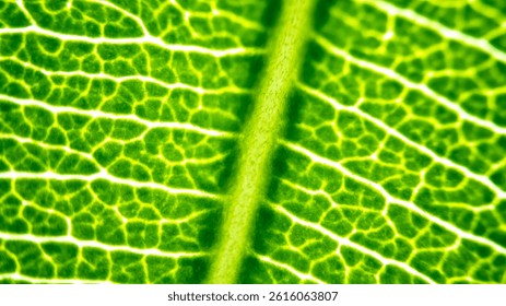 Cell Structure View of Leaf Surface Showing Plant Cells For Education. Leaf in Macro Shot Background. Bright Green Leaves of Plant or Tree With Texture and Pattern Close Up