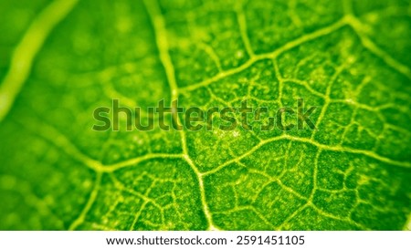 Cell Structure View of Leaf Surface Showing Plant Cells For Education. Leaf in Macro Shot Background. Bright Green Leaves of Plant or Tree With Texture and Pattern Close Up
