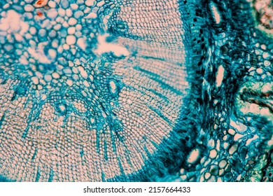 Cell Structures Under Microscope Stock Photo 2157664433 | Shutterstock