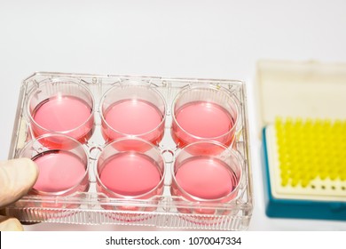 Scientific Biological Research Using Cellular Technology Stock Photo