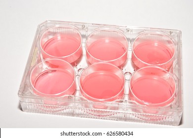 Cell Technologies Biological Research 6well Plate Stock Photo 626580434