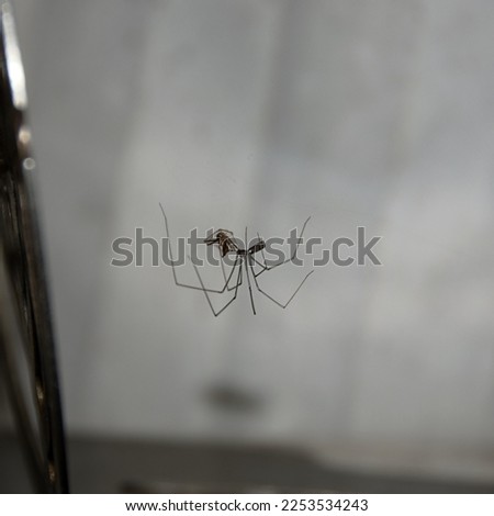 Cellar Arachnid with its prey.