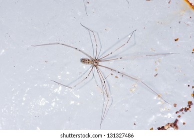 Cellar or daddy longlegs or skull spider (Pholcus phalangioides) on a rusty sheet. Order: Araneae. Family: Pholcidae. Santa Fe, Argentina