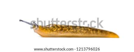 Cellar slug, the yellow slug, or the tawny garden slug, Limax flavus, in front of white background