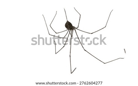 Cellar spider with long thin legs clinging to a textured white ceiling in soft natural indoor light