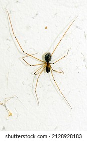 A Cellar Spider On The Roof Of A House.