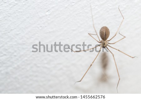Cellar spider on a white background. Background image of daddy long-legs. The spider is on the right side of the image, on the left part is free space for text. 