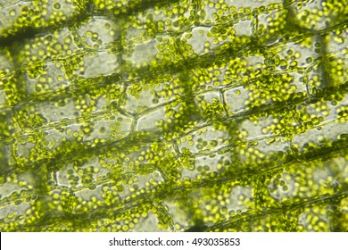 Cells of algae, Microscopic view