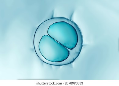 Cells division process, Cell divides into two cells	 - Shutterstock ID 2078993533