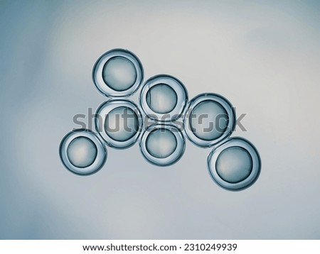 Cells division process, Cell divides into two cells
