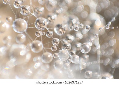 Cells, drop of water in nature, connected with water fiber, close up macro view, water is life, Slovakia - Shutterstock ID 1026371257
