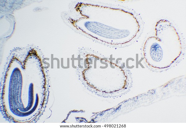 Cells Plant Capsella Old Embryo Slice Stock Photo 498021268 | Shutterstock