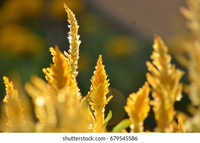 Celosia argentea L. 