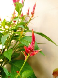 Celosia Argentea Is An Annual Plant With Thick And Strong Single-leaf Stems That Grow Alternately, And Elongated With A Pointed Tip Of The Flower In The Shape Of A Grain, Thick And Fleshy.