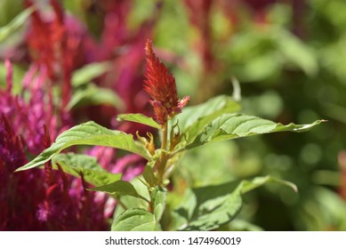 Abanico の画像 写真素材 ベクター画像 Shutterstock