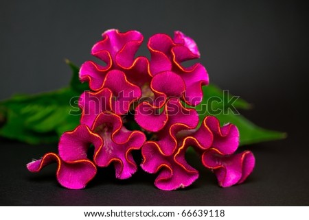 Celosia argentea on a table, closeup