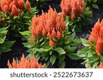 Celosia argentea plumosa, decorative plant bloom with orange colored flowers in a garden