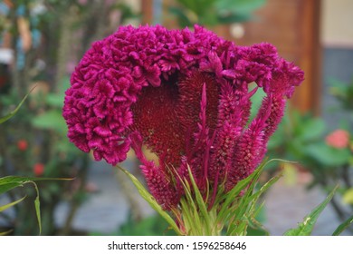 Celosia Argentea Var Cristata Formerly Celosia Stock Photo (Edit Now ...