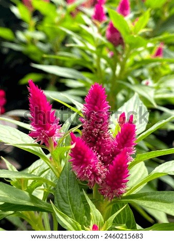 celosia is blossiming at Bandung, West Java. Indonesia