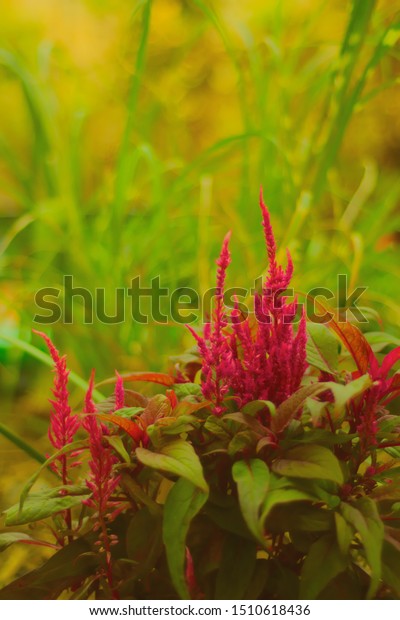Celosia Bright Red Yellow Green Background Stock Photo Edit Now