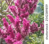 Celosia spicata Vibrant color and unmatched texture. Spiky, fuzzy, magenta, prismatic plumes on tall, strong stems with small leaves on top.